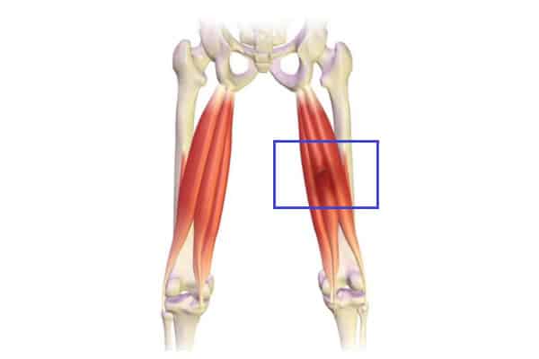 Musculos isquitibiales