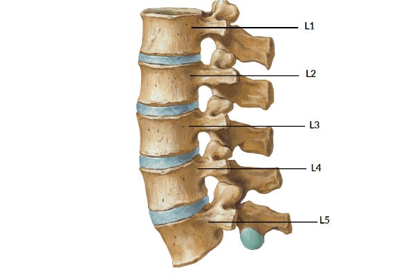Vértebras lumbares