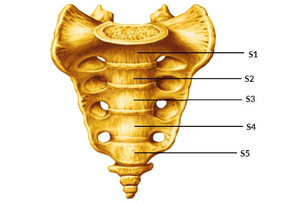 Vértebras sacras